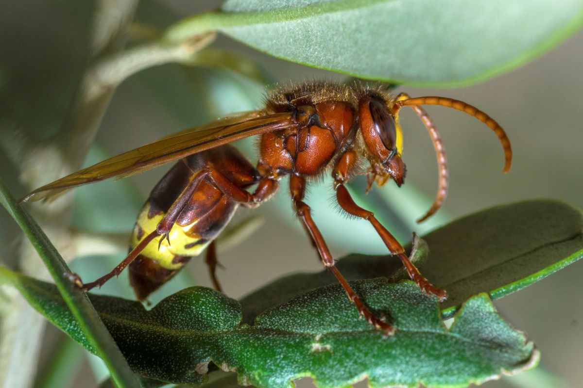 This is the first recorded case.