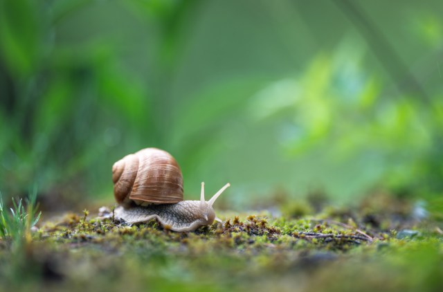 "The very thing that makes them different and interesting ... is, unfortunately, what's endangering them as well."