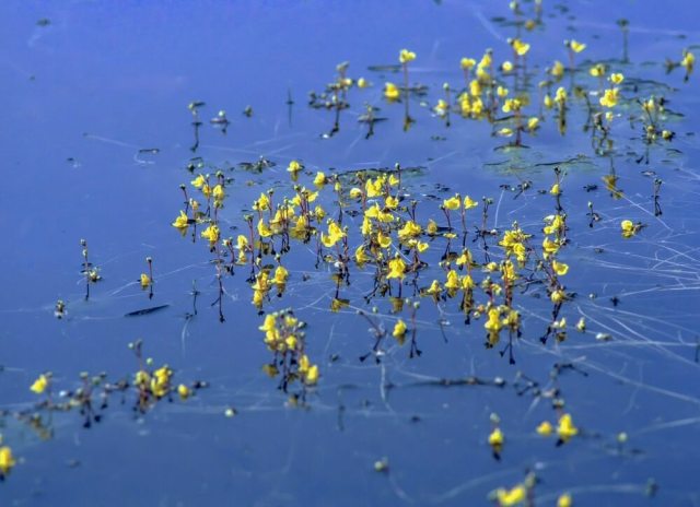 Residents have been trained to identify the plant.