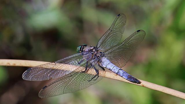 It's a sign that smart environmental stewardship is working.