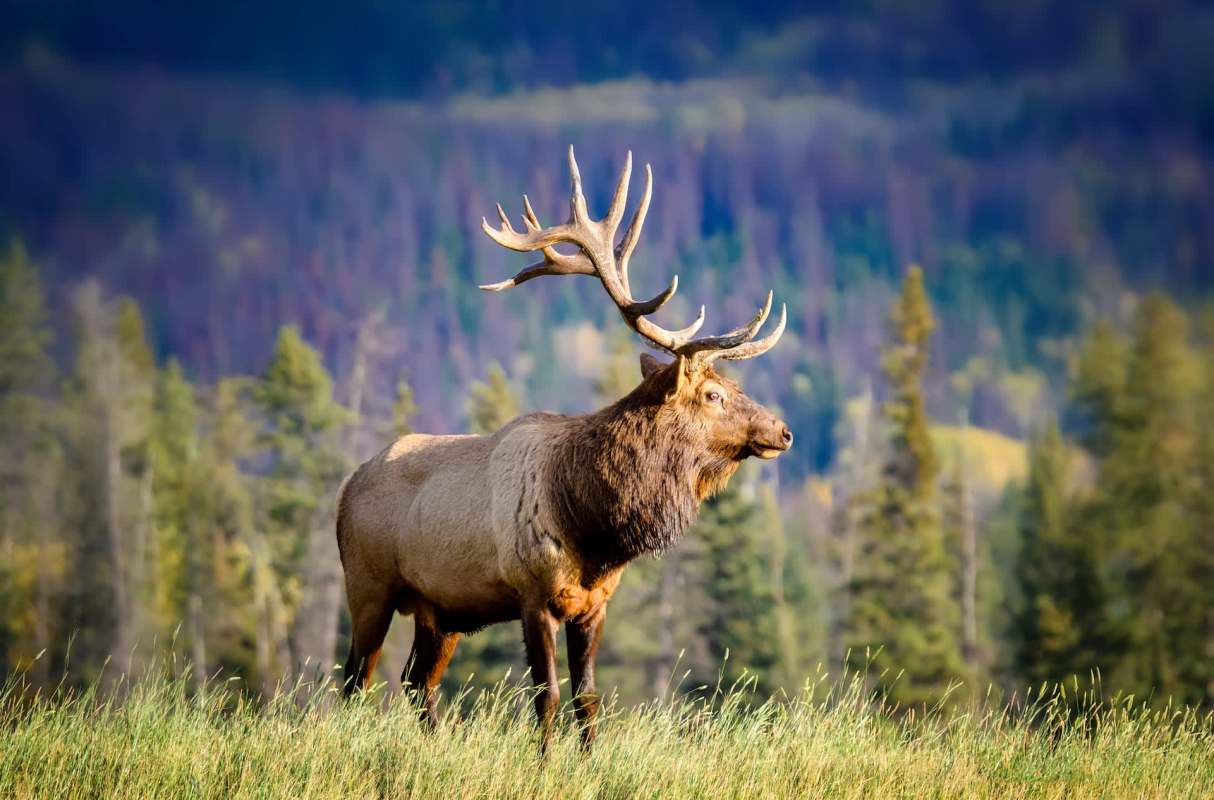 "Does anyone use binoculars anymore?"