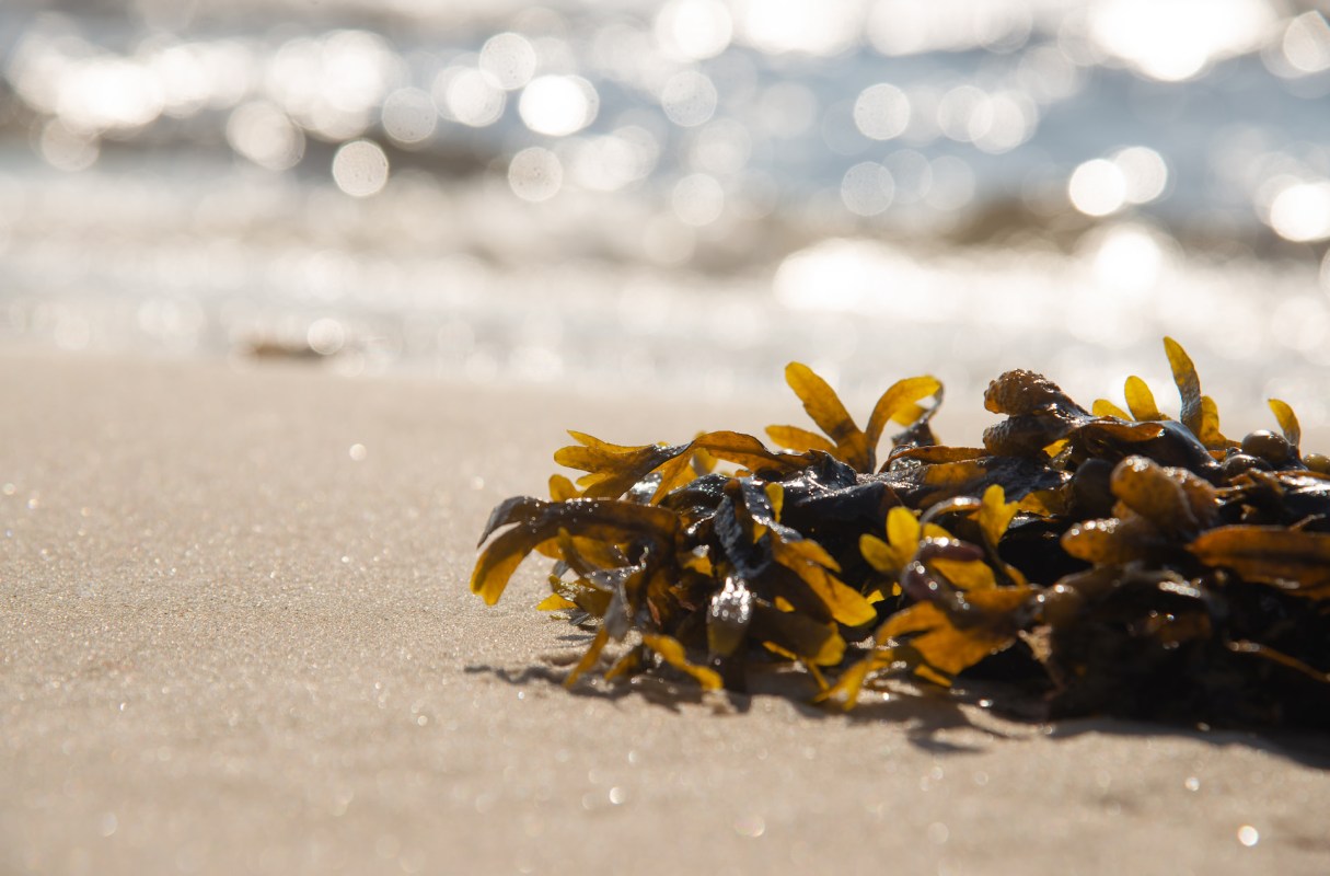 "Whenever the wind is westerly, we know we're in for another wave."