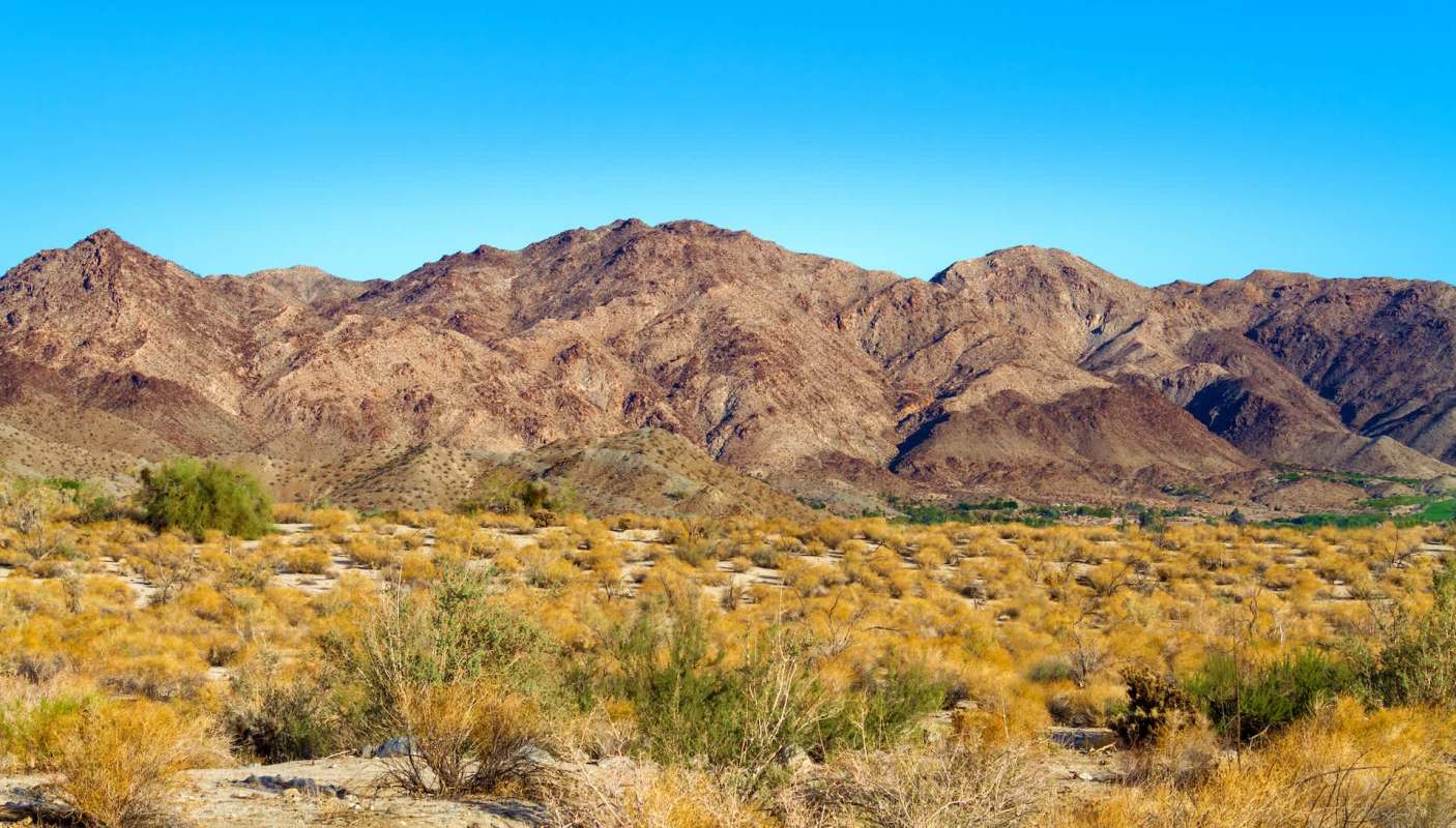 The plant will take over areas of the desert before native species even think of blooming.