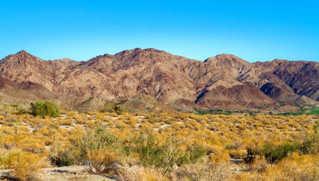 The plant will take over areas of the desert before native species even think of blooming.