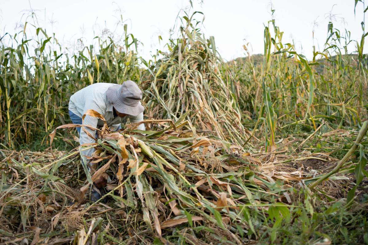 The destruction of corn crops has major financial repercussions for farmers.