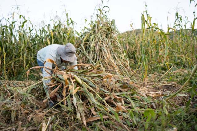The destruction of corn crops has major financial repercussions for farmers.