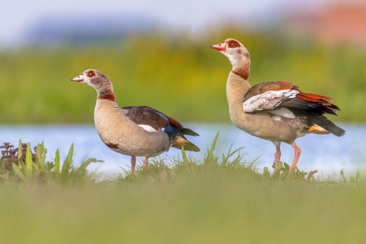 They are urging visitors and residents to be vigilant.