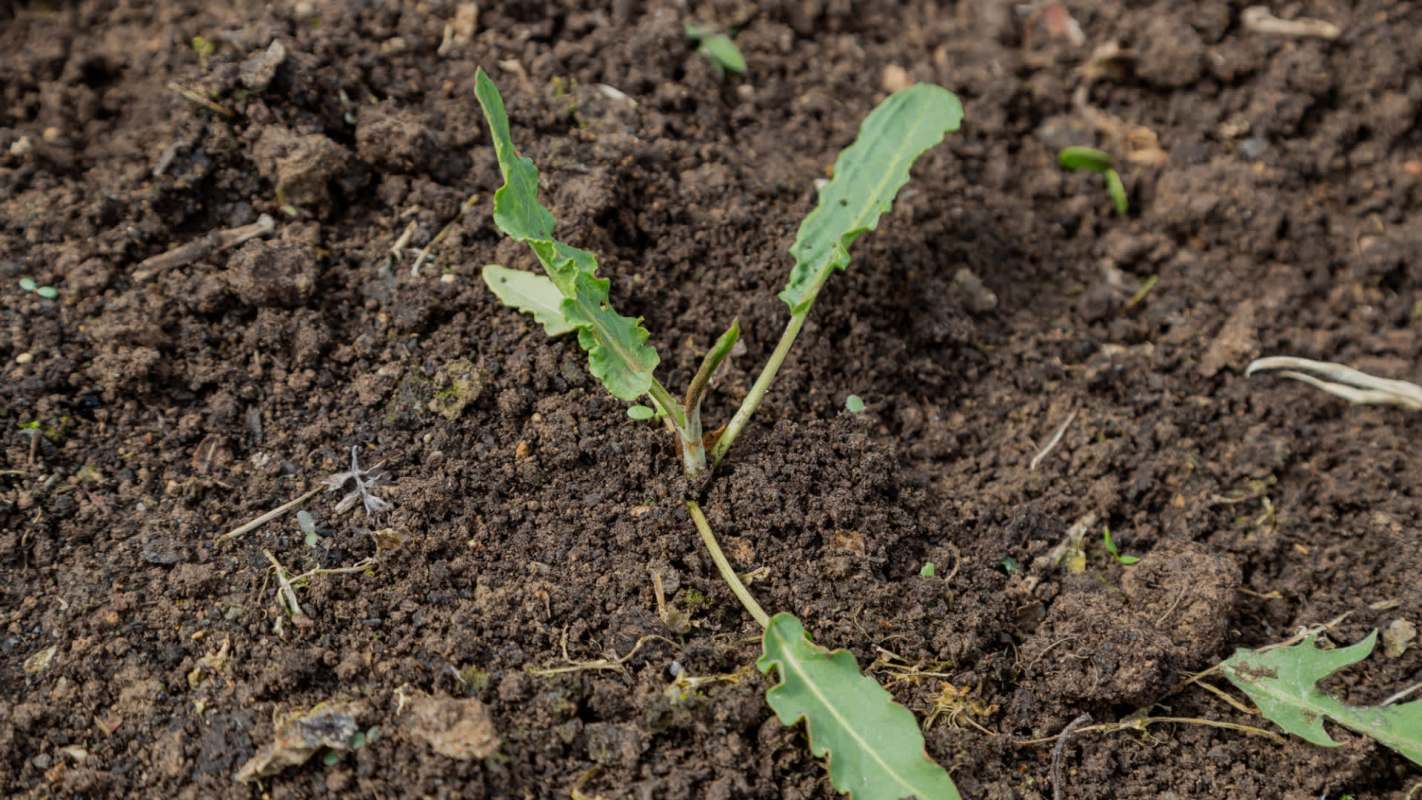 Many are pushing for the government to recognize the events as a "state-level disaster."