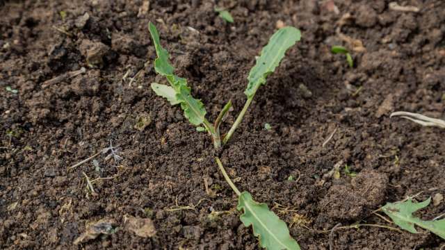 Many are pushing for the government to recognize the events as a "state-level disaster."