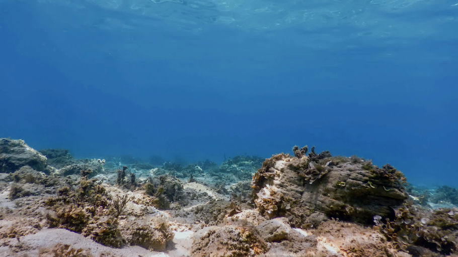 These companies are seeking government contracts that will help further develop and make more accessible this cleaner, desalination process.