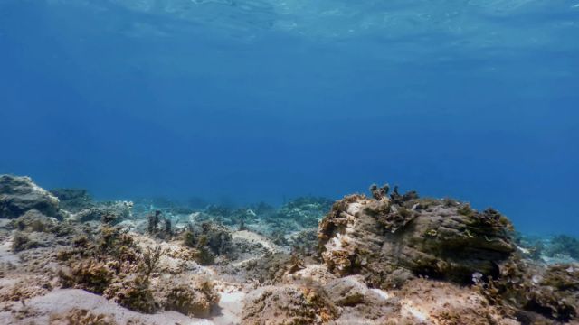 These companies are seeking government contracts that will help further develop and make more accessible this cleaner, desalination process.