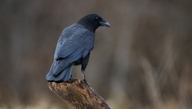 "We know this is not the outcome we would hope for."