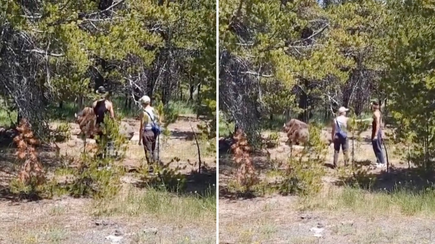 "Forgetting that wildlife is wild."