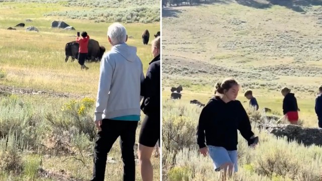 "Why are these people so oblivious to the fact these are wild animals!"