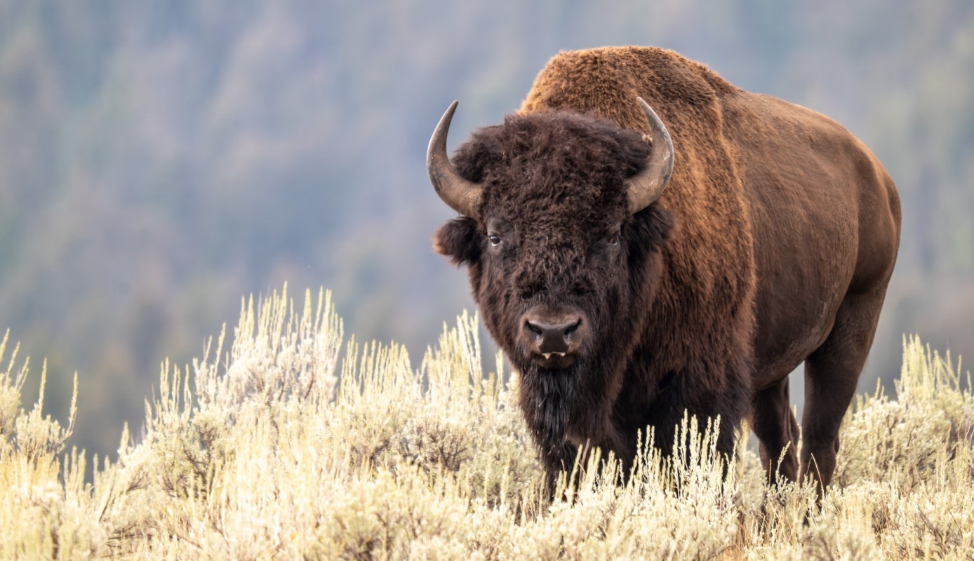 "You do not want an animal like this coming after you."