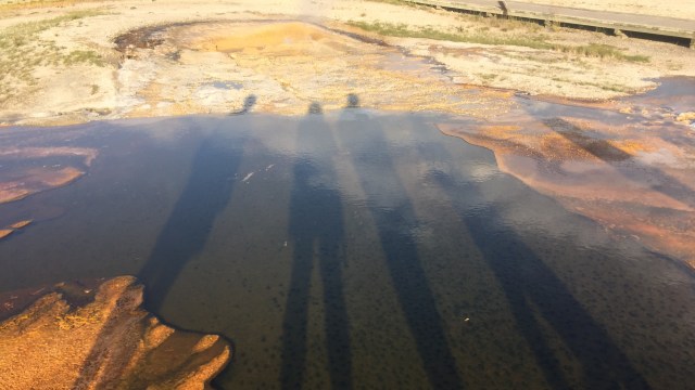 "Leave the animals alone!"