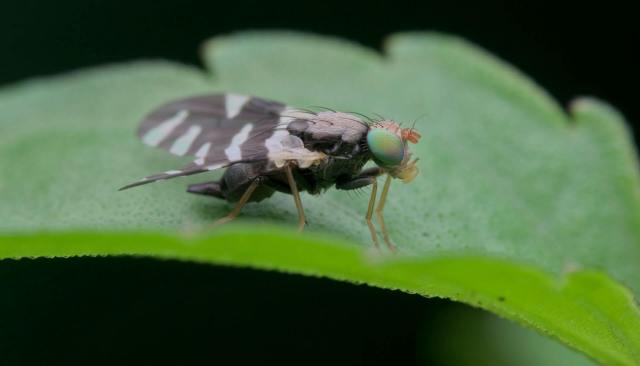 Officials are asking residents to report any signs of infestation.