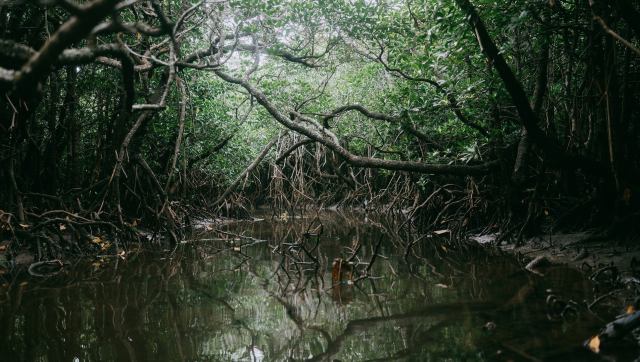 "The movement caught my eye."