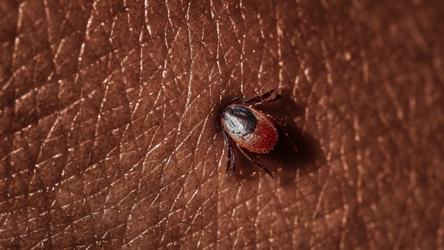 Many parts of the U.S. are seeing an increase in tick-borne diseases as they begin to experience warmer weather.