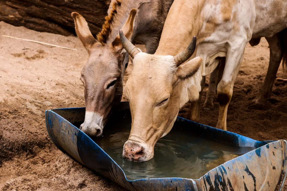 The effects on animals could carry long-term consequences for ecosystems, farms, and people.