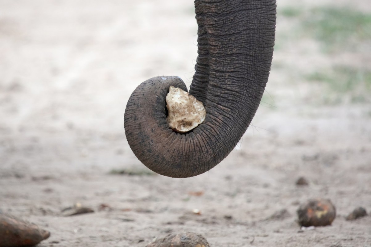 The sighting is welcome news for the species.