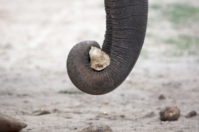 The sighting is welcome news for the species.