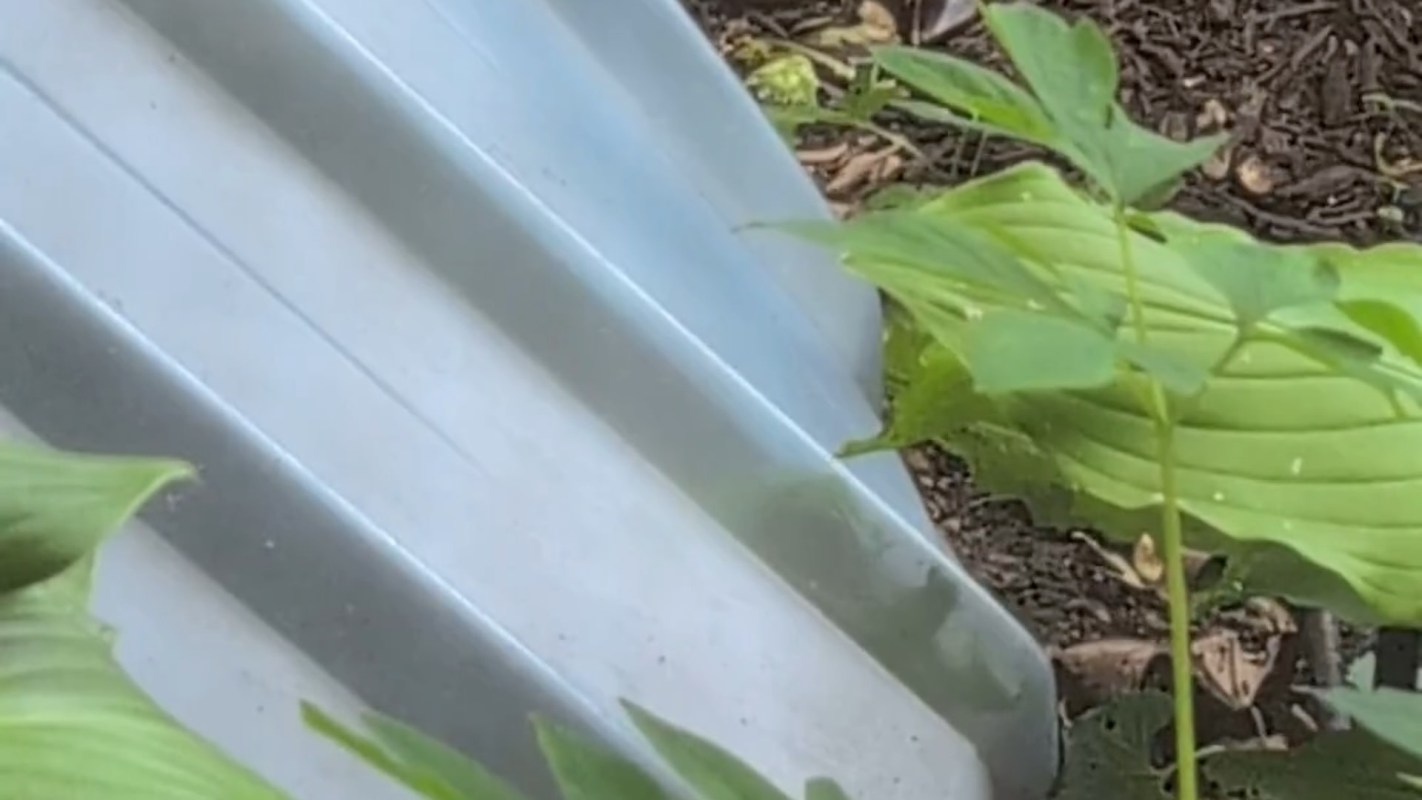 "You have been the designated daily fawnsitter."