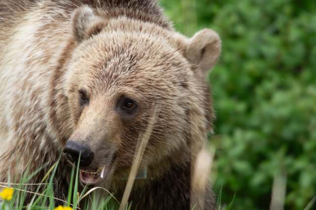 Make sure to practice "bear awareness" in relevant areas.