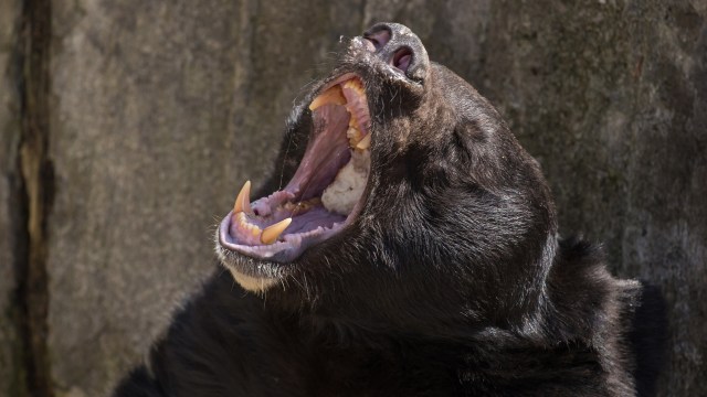 "It's on us to protect the bears."