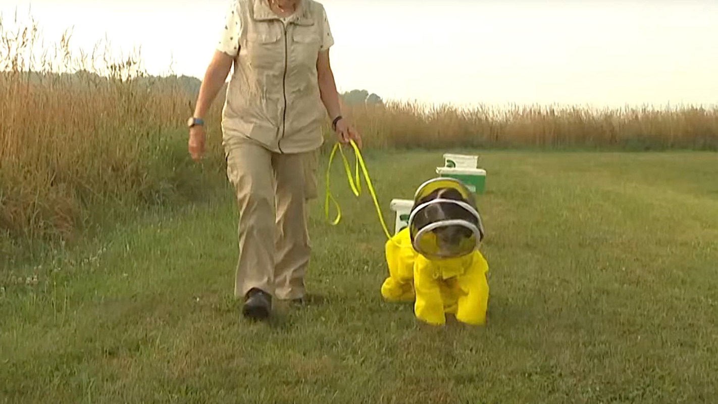 "My dog would have joy in her life and would still be able to work."