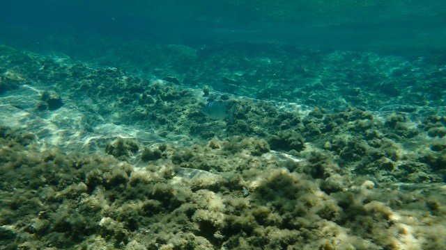 "This research addresses one of the most critical limitations of current bioplastics."