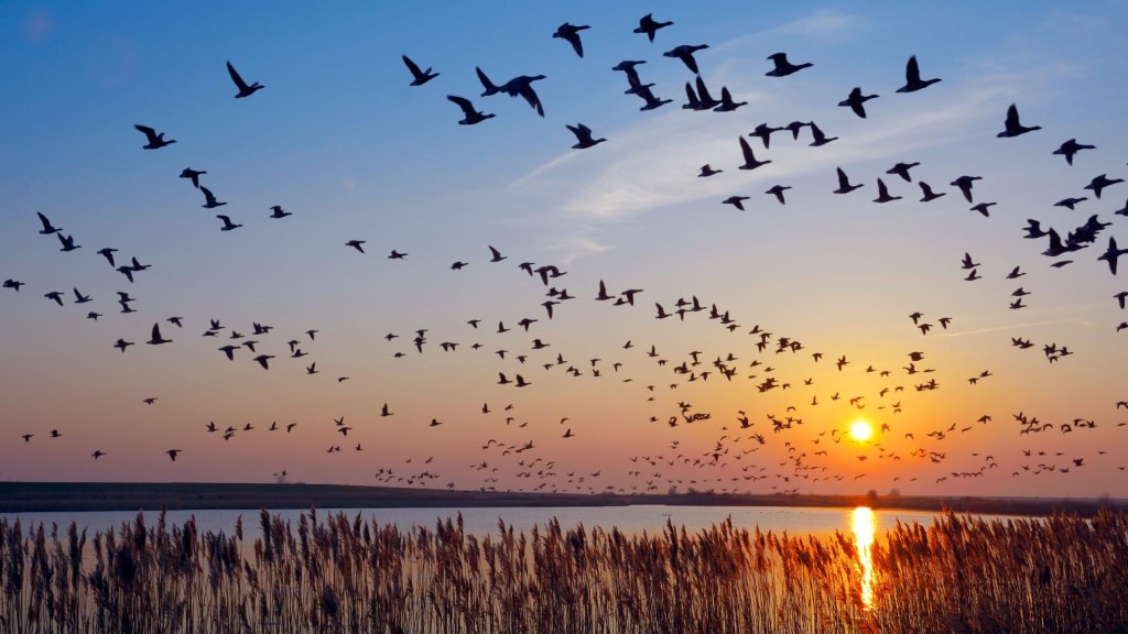 When Do Birds Migrate South: Essential Timing Explained
