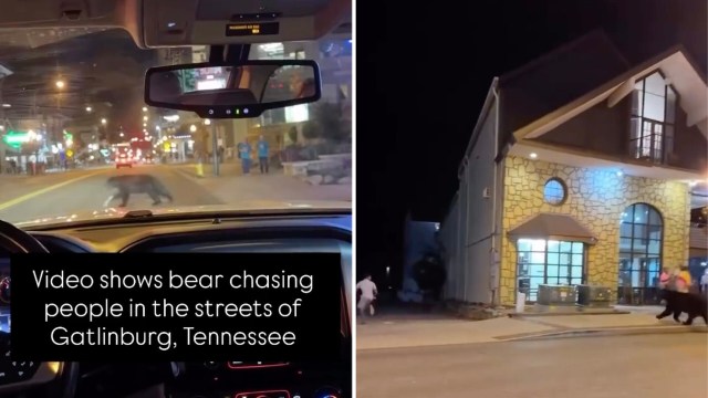 These encounters often end badly for the bears.