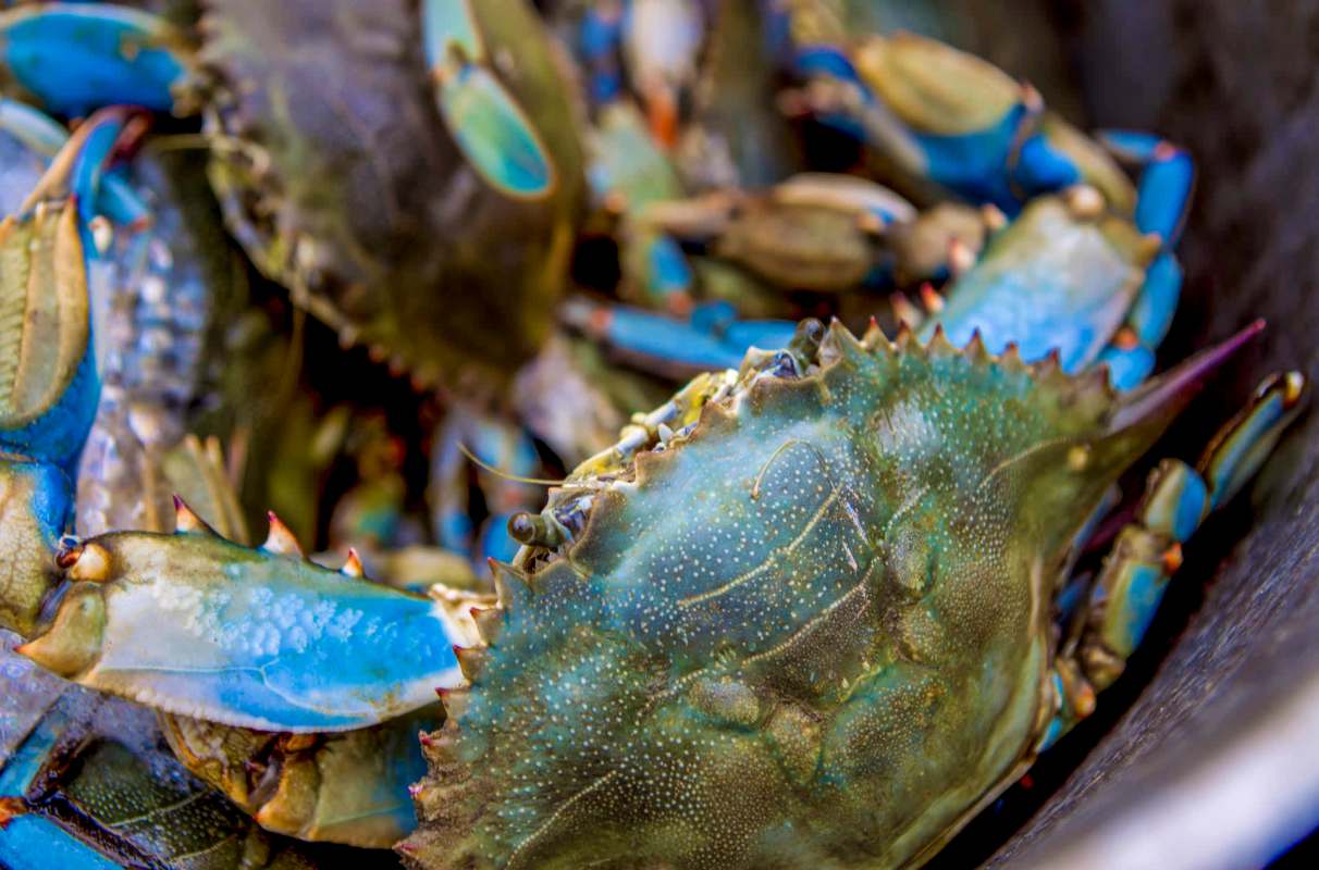 "This worm can serve as a sort of living history."