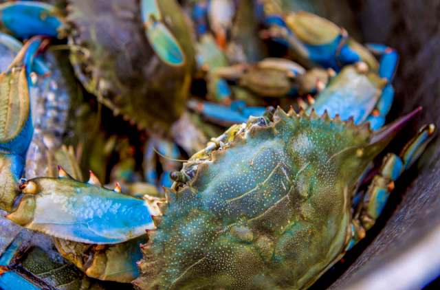 "This worm can serve as a sort of living history."