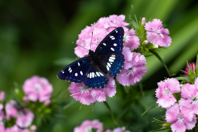 "It's almost like a cannon of butterflies has exploded, and they're absolutely everywhere."