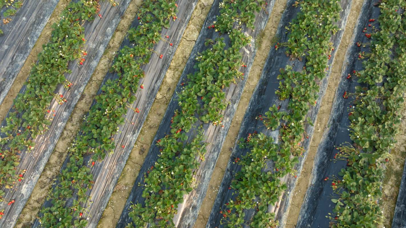 "Others are still going but wondering why they're doing it."