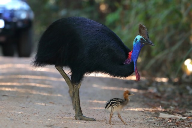 X-ray images confirmed their worst fears.