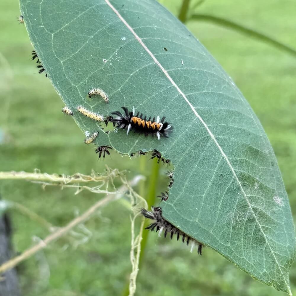 "My other garden communities are reporting the same."