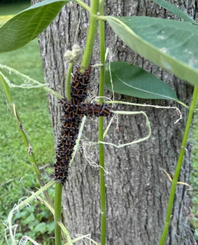 "My other garden communities are reporting the same."