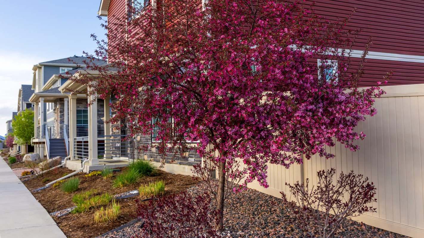 "It's going to be 90-plus degrees ... I can't imagine not having that shade tree."