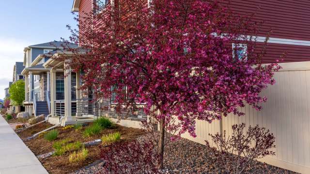 "It's going to be 90-plus degrees ... I can't imagine not having that shade tree."