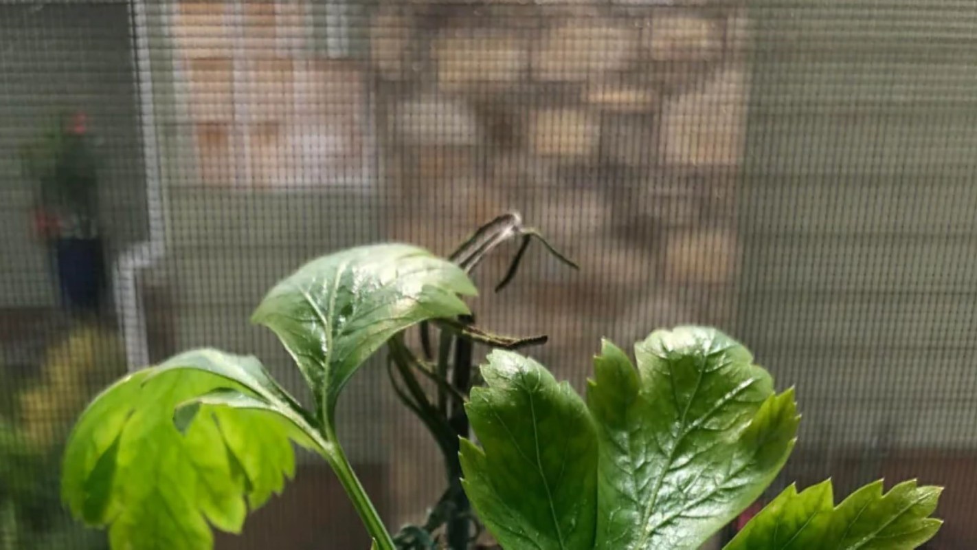 It's an excellent way to eat healthier and save money at the same time.