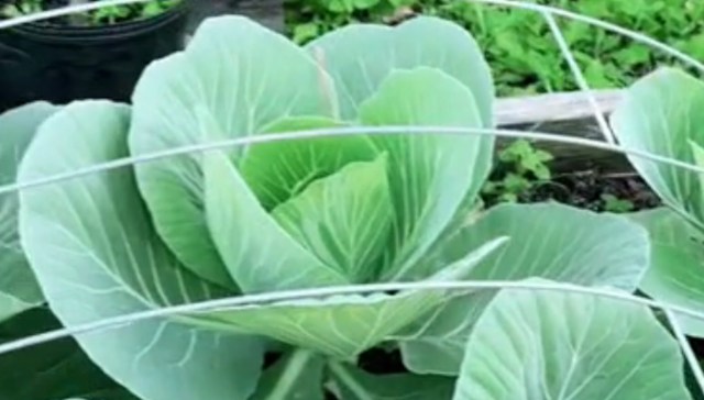 Several viewers were curious about it.