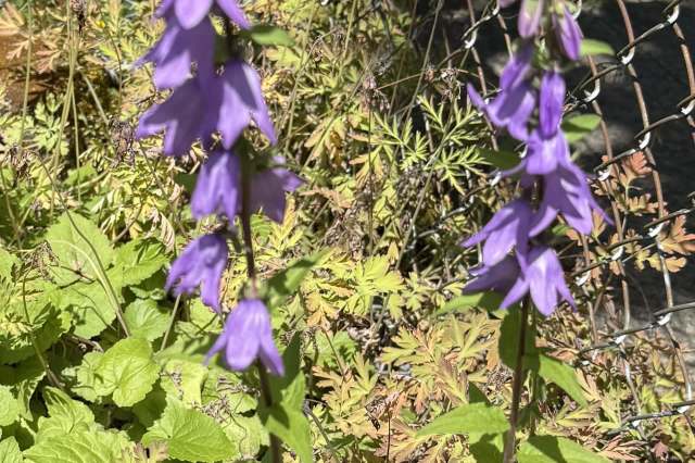 "Don't plant this stuff!"