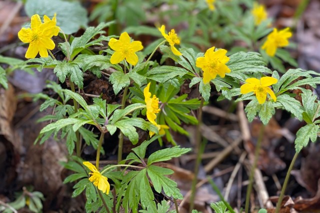 "I feel bad uprooting it."