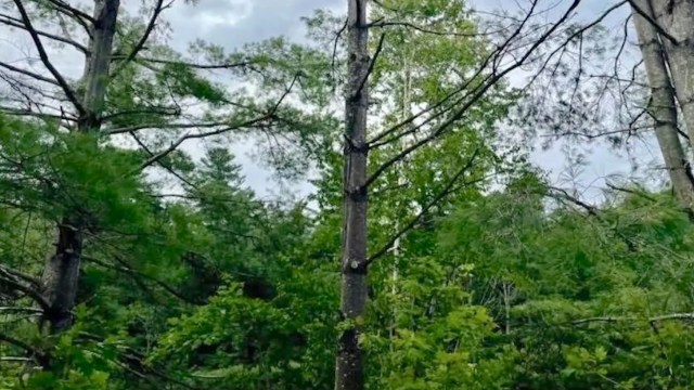 "Unless criminal charges are brought this is just a privilege of wealth."