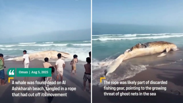 The Environment Authority used this tragedy as an opportunity.