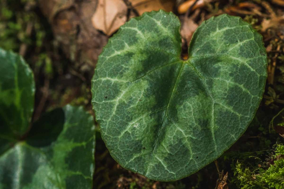 Multiple organizations played a part.