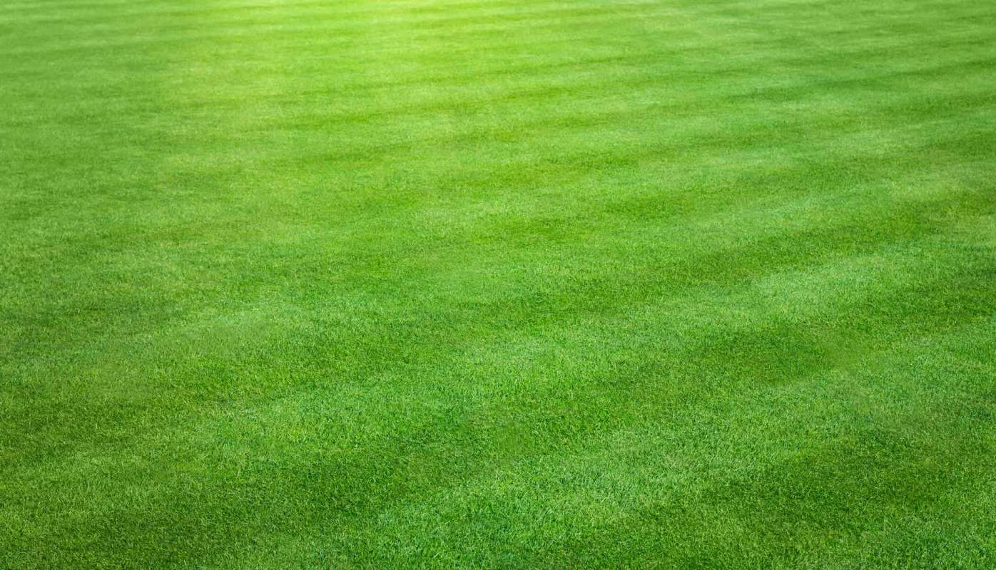 "The cut is exceptional."